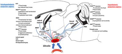 The Ghrelin-AgRP Neuron Nexus in Anorexia Nervosa: Implications for Metabolic and Behavioral Adaptations